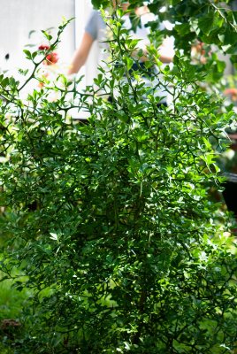 Poncirus trifoliata - citronečník trojlistý - celek